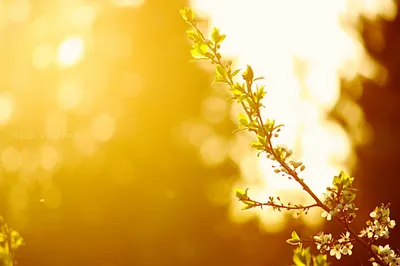 Весна Лучи Солнца Солнце Цветущее - Бесплатное фото на Pixabay - Pixabay