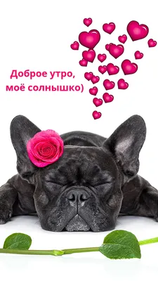 💗 Солнышко и завтрак! Картинки с добрым утром и хорошего настроения,  картинки доброе утро хорошего настроения и дня! | открытки с добрым утром |  открытка, картинка 123ot