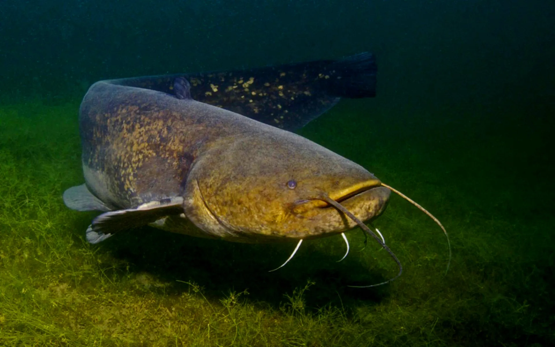 Какая самая крупная пресноводная рыба калининградской области