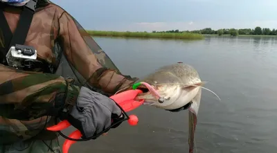 Рыбалка на сома в конце апреля: техника ловли усатых гигантов | Рыбалка с  Fisherman Artem | Дзен