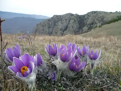 Пульсатилла, прострел, сон-трава. Описание и фото.