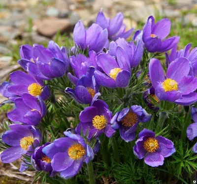 Пульсатилла сиреневая сон-трава Pulsatilla violacea С1 Купить в СПб