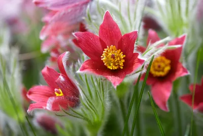 Сон-трава луговая (прострел) красная Pulsatilla pratensis red - купить  семена цветов с доставкой по Украине в магазине Добродар