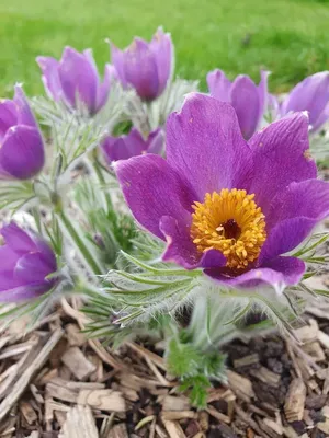 Прострел обыкновенный фиолетовый (Сон-трава). (Pulsatilla vulgaris  'Gotlandica') 3-летнее растение купить в интернет-магазине ЦВІТСАД с  доставкой по Украине