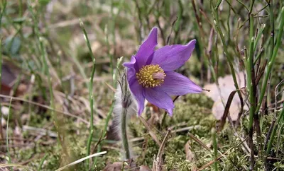 Прострел луговой (сон-трава, сон-зелье) — Pulsatilla prate… | Flickr