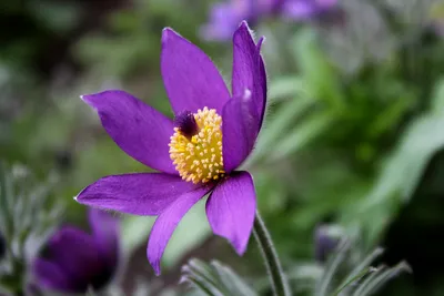 Сон-трава луговая (прострел) белая Pulsatilla pratensis white - купить  семена цветов с доставкой по Украине в магазине Добродар