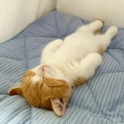 Милый сонный котенок - YouTube