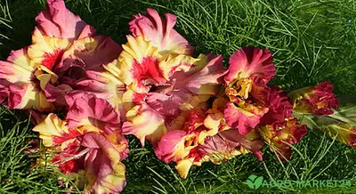 Купить гладиолус смесь сортов (gladioli mixed colours), 50 шт (разбор  10/12) по цене 910 руб. в интернет магазине "Первые Семена"