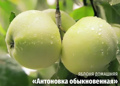 Зимние сорта яблок хранящиеся до весны | Agro-Market