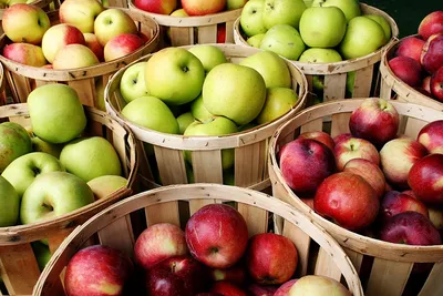 Яблоки со вкусом детства: самые урожайные старые сорта яблок, которые  обязательно нужно искать в продаже | Дачные истории | Дзен