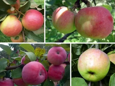 Помогите определить сорта яблок - ответы экспертов 