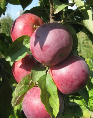 Шесть самых устойчивых и урожайных сортов яблони - , Sputnik  Беларусь