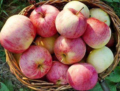 Аграрий из Полтавщины назвал сорта яблок, которые пользуются самым большим  спросом - На пенсии