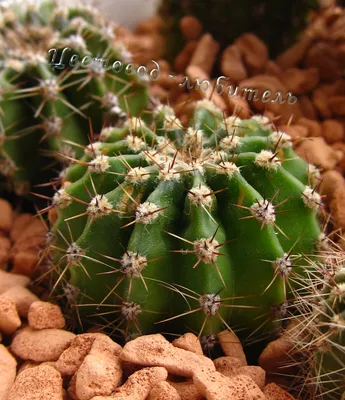 Виды домашних комнатных кактусов: уход, названия и фото | Cactus flower,  Blooming cactus, Cactus house plants