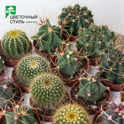 Кактус Cactus