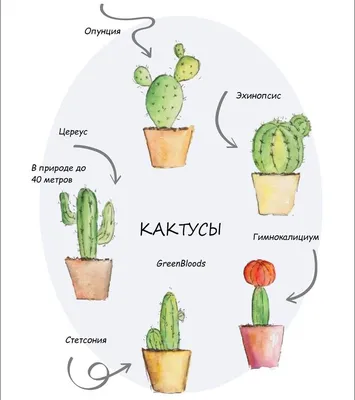 Какой это кактус? Как я определяла виды и названия кактусов моей коллекции.  | Цветовод-любитель | Дзен