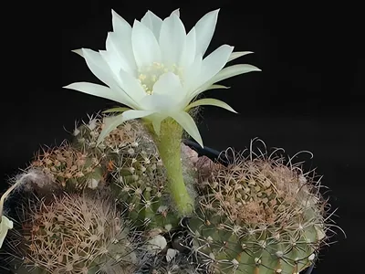 Кактус cactus - купить по выгодным ценам в интернет-магазине OZON  (926002558)