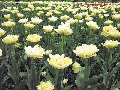 Крупнейшие тюльпаны и другие виды Tulipa L., фото