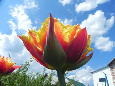 Всё тюльпанах :: Flower Bazar