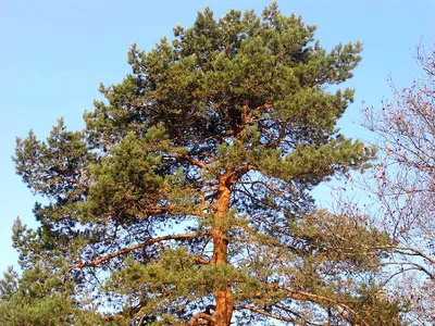 Сосна обыкновенная (Pinus sylvestris) | отзывы