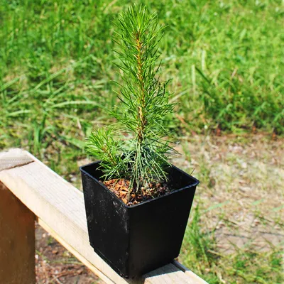 Сосна обыкновенная (Pinus sylvestris L.)