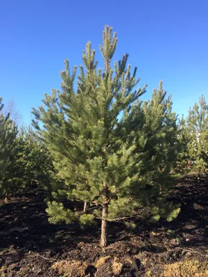 Как цветет сосна обыкновенная (Pinus sylvestris) - Природа Республики  Мордовия