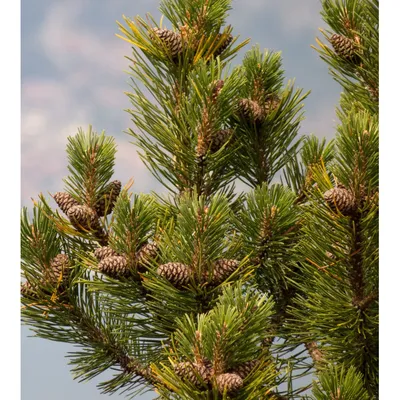 Сосна обыкновенная Pinus sylvestris - купить саженцы сосны обыкновенной в  Санкт-Петербурге