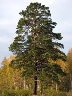 Саженцы, сосна обыкновенная (Pinus sylvestris), 10-15 см. купить с  доставкой по России, в Москву и СПб