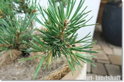Сосна обыкновенная (Pinus sylvestris), декоративные сорта нашей селекции |  Декоративные древесные растения для Сибири | Дзен