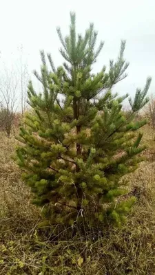 Саженцы, сосна обыкновенная (Pinus sylvestris), Стандарт, 180-220 см.  купить с доставкой по России, в Москву и СПб