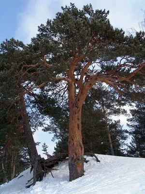 Сосна обыкновенная, pinus sylvestris