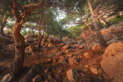 Фото Крыма и Кавказа ‣ Сосна Станкевича (Pinus Brutia), Судакская Сосна или  Сосна Брутийская - пейзажные фотографии гидов 