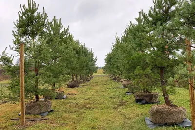 Сосна желтая (Pinus ponderosa) С3