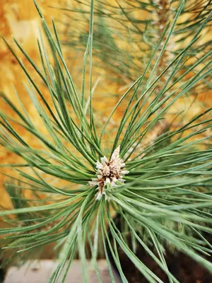 Сосна белокорая Малинки (Malinki) (Pinus albicaulis Malinki) - описание  сорта, фото, саженцы, посадка, особенности ухода. Дачная энциклопедия.