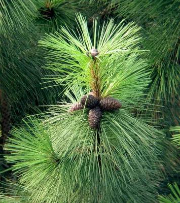 Сосна черная "Хорнибрукиана" (Pinus nigra Hornibrookiana) С5