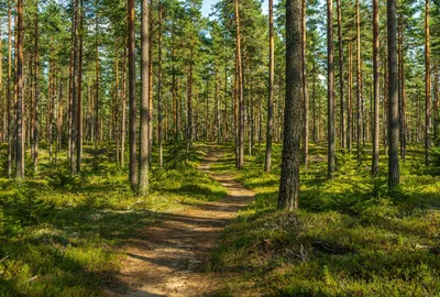 Сосновый лес с тенями на берегу озера, спокойная атмосфера | Премиум Фото