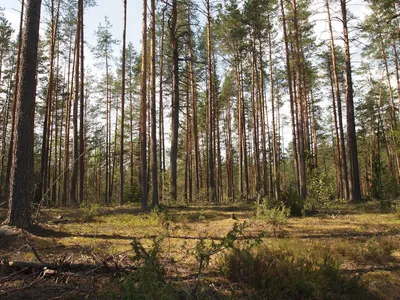 Сосновый лес, в стиле художника …» — создано в Шедевруме