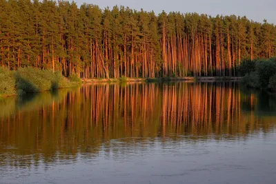 Пейзаж. Сосновый лес - Шишкин И.И. Подробное описание экспоната, аудиогид,  интересные факты. Официальный сайт Artefact