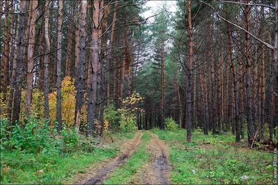 Сосновые леса Рязанской области | 