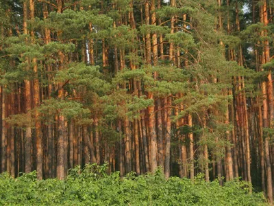 Очень красивый светлый сосновый лес…» — создано в Шедевруме