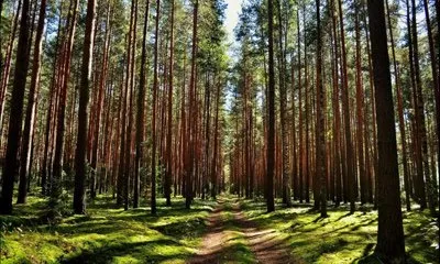 Картина «Сосновый лес». Размер: 40x30 (см). Художник Янулевич Геннадий -  Купить онлайн с доставкой в онлайн-галерее 