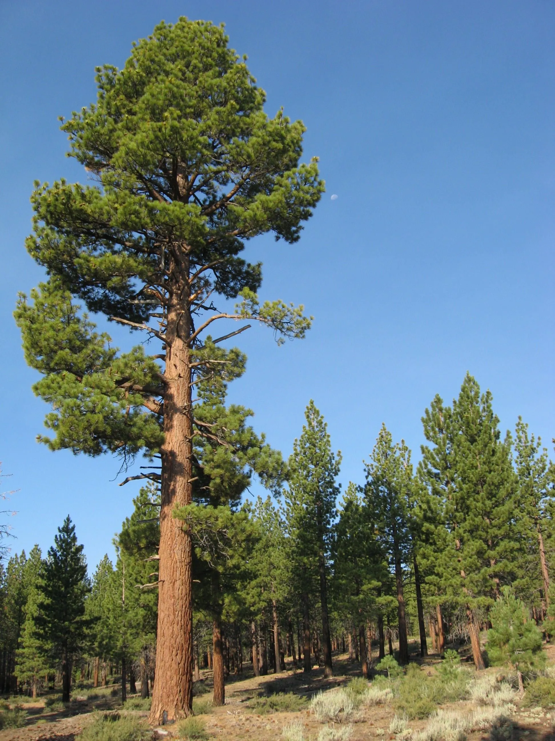 Высоко сосны стоят плотной. Сосна Кедровая Pinus sibirica. Pinus Sylvestris сосна Лесная. Сосна обыкновенная Пинус. Сосна обыкновенная "Jeffrey".