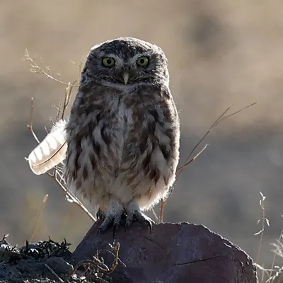 Белая сова (Bubo scandiacus)