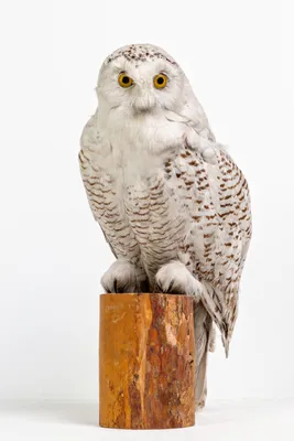 Белая (полярная) сова Полинарий | Музей Филинов и Сов «ФилоСовия»