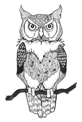 Owl Coloring Page, FREE Coloring Page Template Printing Printable OWL  Coloring Pages for Kids, OWL | Раскраски с совой, Рисунок птиц, Раскраски