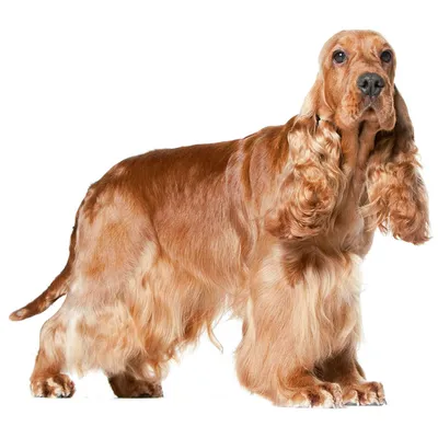 Русский спаниель собака: фото, характер, описание породы