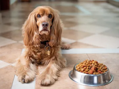 Английский кокер спаниель (English Cocker Spaniel) - это умная, нежная,  ласковая и спокойная порода собак. Фото, описание, отзывы.