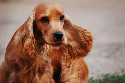 Русский охотничий спаниель - Hunting dog