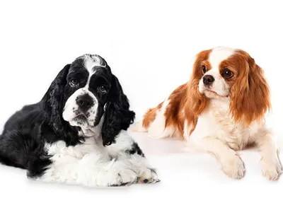 Косметика Bio-Groom для собак породы Английский кокер-спаниель