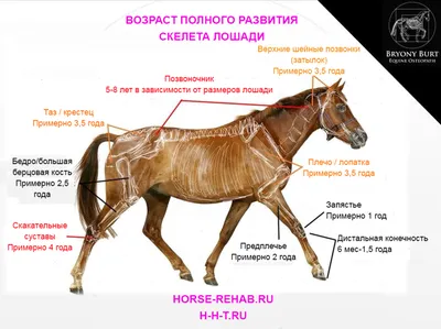 Автор выставки о спаривании животных уверен, что делает благое дело | ЧС  ИНФО | Дзен